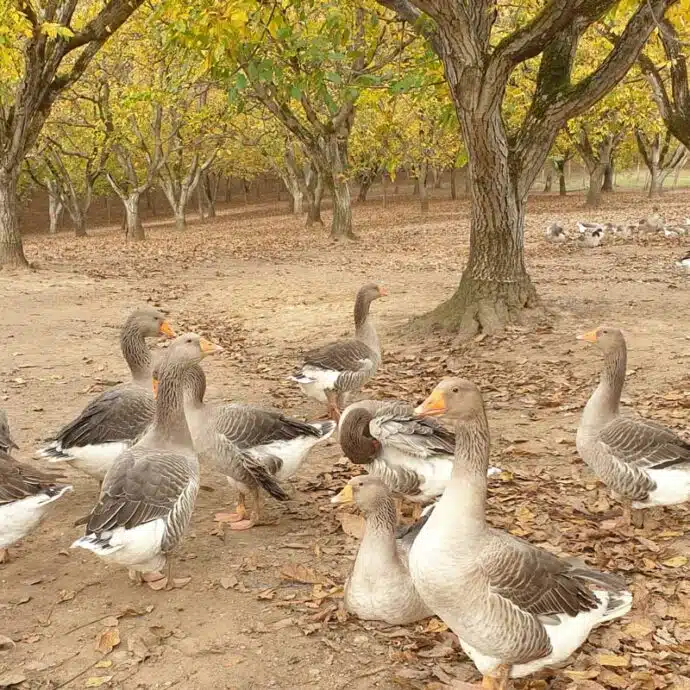 Fermes d’élevage d’oies et de canard