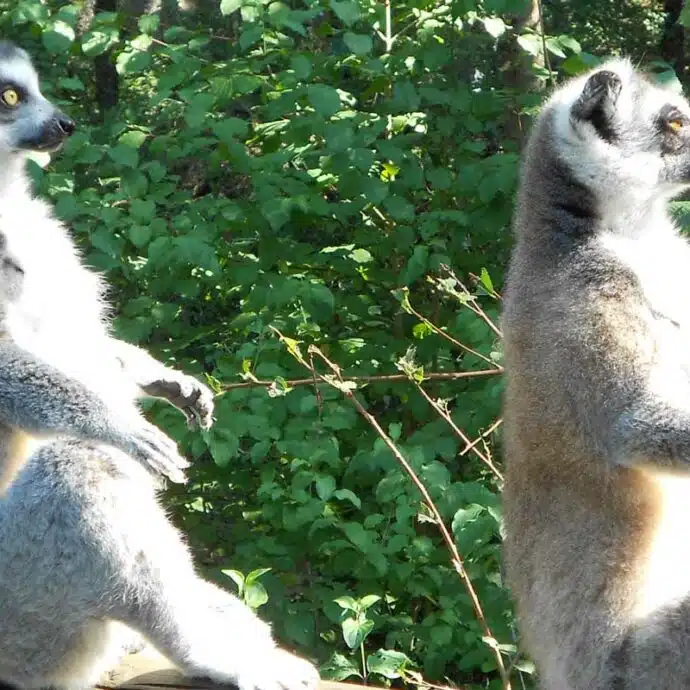 Réserve zoologique de Calviac
